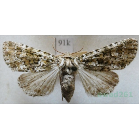 Polymixis polymita (Linnaeus, 1761) Czech91k